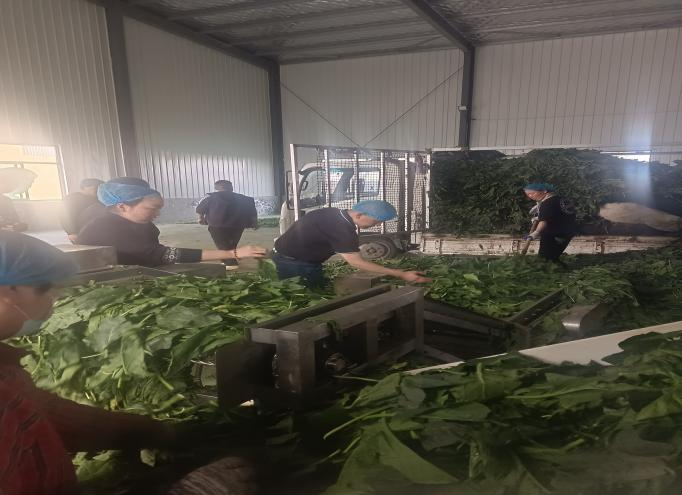公司領導前往定陶區考察菠菜加工廠及種植基地